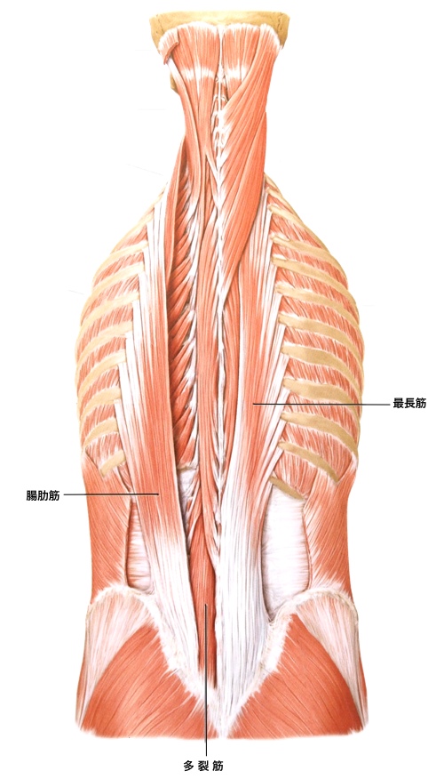 腰痛　腰部の深層筋